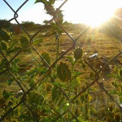 Sun shining through trees