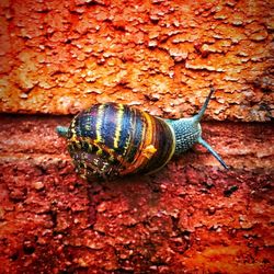 Close-up of snail