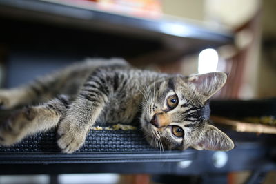 Portrait of a cat resting