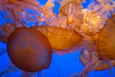 Close-up of swimming underwater