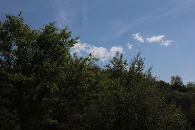 Low angle view of trees against sky