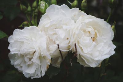 Close-up of white roses