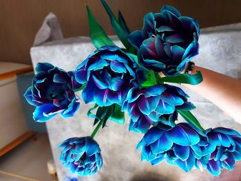 Close-up of purple roses on blue table at home