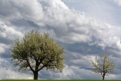 Low angle view of trees against cloudy sky