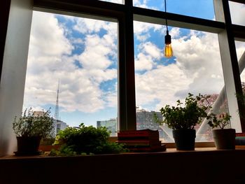 Potted plants on glass window of building