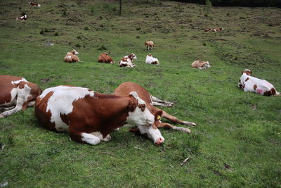 Cows on grassy field