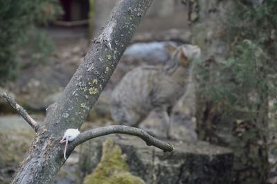 Close-up of water drop on tree trunk in forest