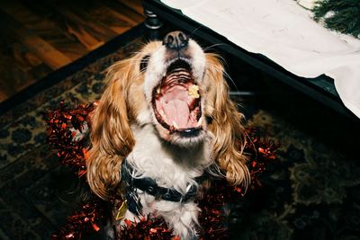 Close-up of dog sticking out tongue