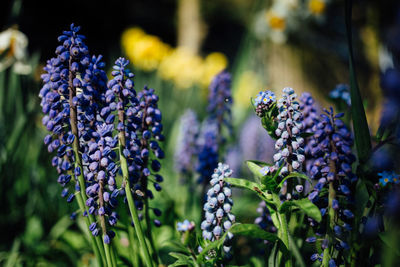 Close-up of lavender blooming outdoors