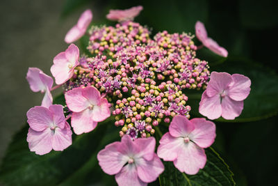 Close-up of pink flowering plant