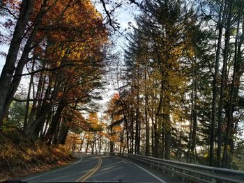 Road amidst trees in forest