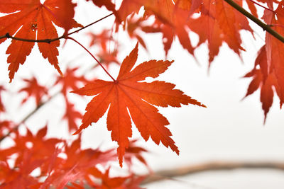 Close-up of maple leaves on tree during autumn