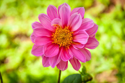 Close-up of pink cosmos flower blooming outdoors