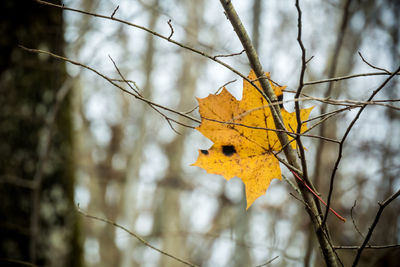 Low angle view of maple tree against sky