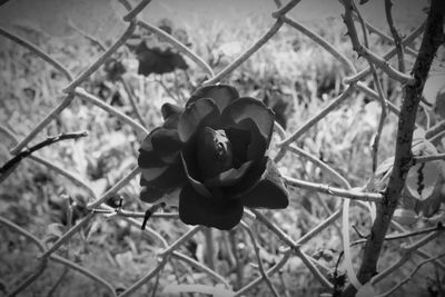 Close-up of flowering plant on chainlink fence