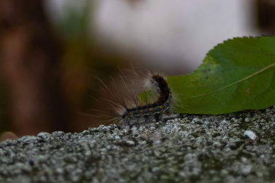 Close-up of insect on rock