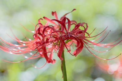 Close-up of red flowering plant