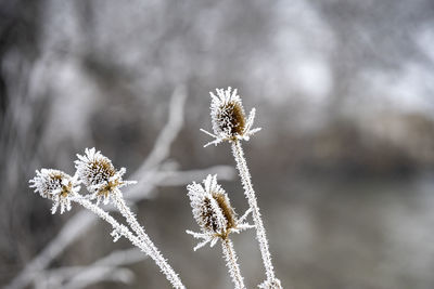 Close-up of white flowering plant