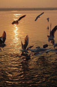 Birds flying over beach