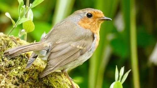 Close-up of bird perching on plant