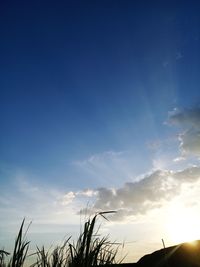 Low angle view of silhouette plants against sky at sunset