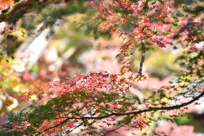 Close-up of pink cherry blossom tree