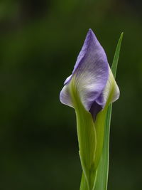 Close-up of purple flowering plant