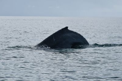 View of horse in sea