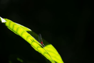 Close-up of insect on leaf