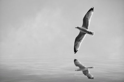 Swan flying over lake against sky