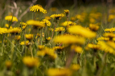 Close-up of yellow flowering plants on field