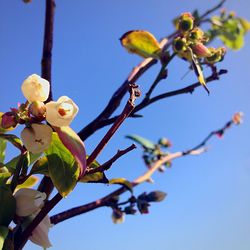 Low angle view of flower tree