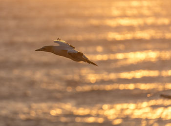 Seagulls flying over sea