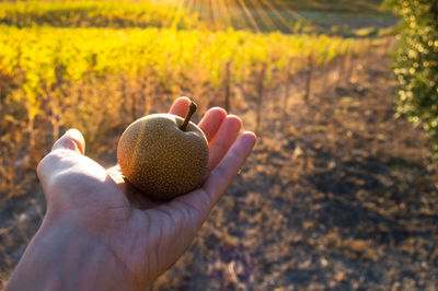 Midsection of person holding plant on field