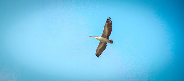 Low angle view of bird flying against clear blue sky