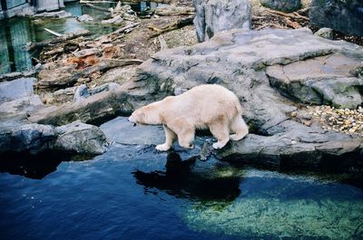 View of white bear on a rock 