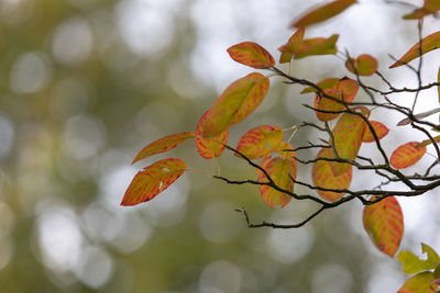 Close-up of orange leaves on tree during autumn