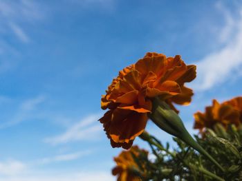 Low angle view of flowering plant against sky