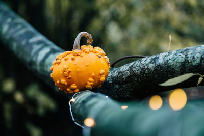 Close-up of pumpkin on tree during halloween