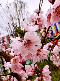 Close-up of cherry blossom