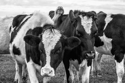 Cows black and white photography