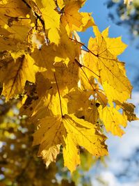 Close-up of yellow maple leaves on branch