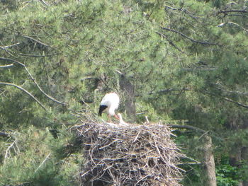 Bird on tree