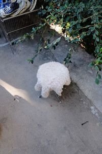 High angle view of dog