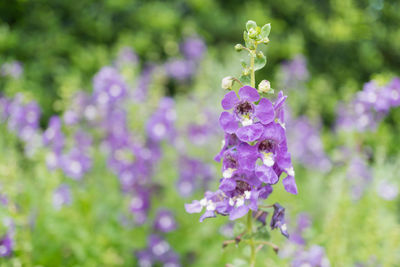 Close-up of purple flowering plant