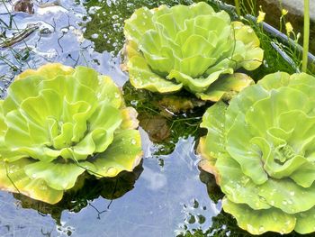 High angle view of plant growing in water