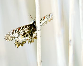 Close-up of butterfly on twig 