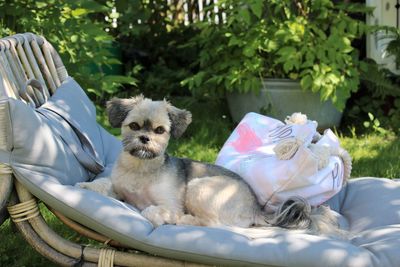 Dog sitting in a yard