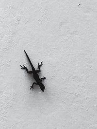 Close-up high angle view of lizard