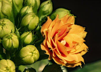 Close-up of flower